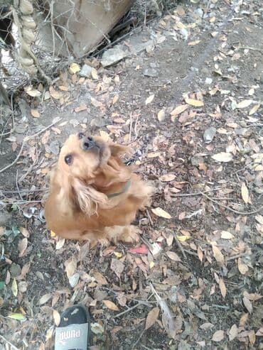 ingilis setter it cinsi: Koker spaniyel — 4