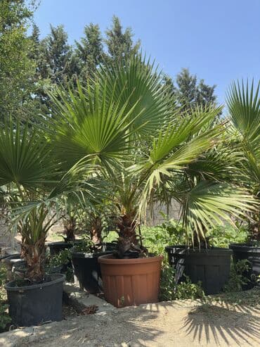 palma ağacı: Vaşinkton palmasi (qiymət 5 - 10 manat ) (500-550 dənə var ) Böyuk — 5