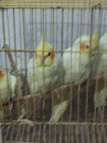 Məhsul: Nimfa (Cockatiel) tutuquşuları – ağ/sarı rəngli, yanaqlarda