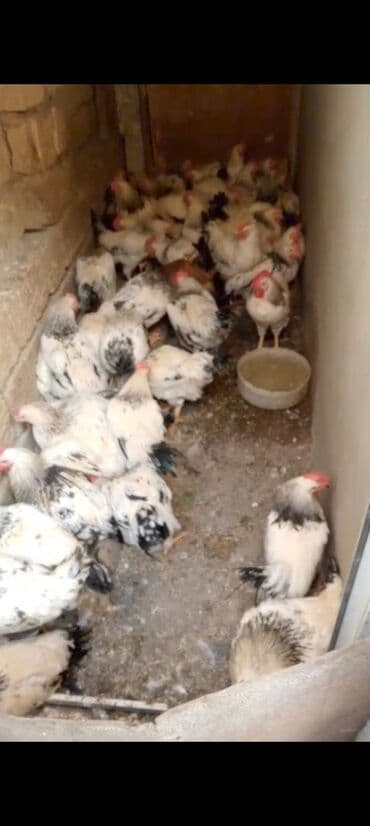 Toyuqlar: Toyuq, Ətlik — 2