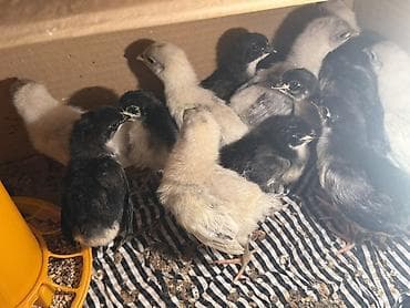 incubator cuceleri: Toyuq, Australorp, Yumurtalıq, Ünvandan götürmə, Ödənişli çatdırılma — 3