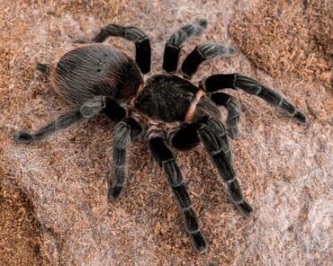 amadin qusu haqqinda: Növ: Brachypelma ( vagans - albo ) (tarantula) – qara və boz-bej — 2