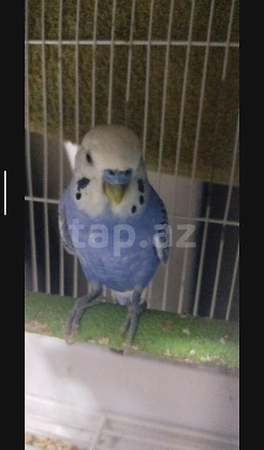 попугай ара цена: Erkek muhabbet quşudur tam cütə hazır mayalıdır dimdiyi tükleri tam — 2