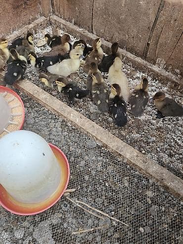 balaca atlar: Mövzu: Ördək balaları – müxtəlif rənglərdə, sağlam və çevik Təsvir: - — 4