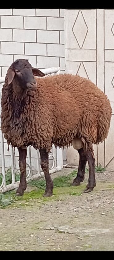 Inəklər, öküzlər: Salam ünvan Bakıin maştağa kendi əsil damazliqa layiq kesilmeye — 2