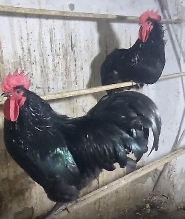 Ослы: Avstralop cüt veya tek tel satılır Arginal avstraloplardı xoruzları — 1