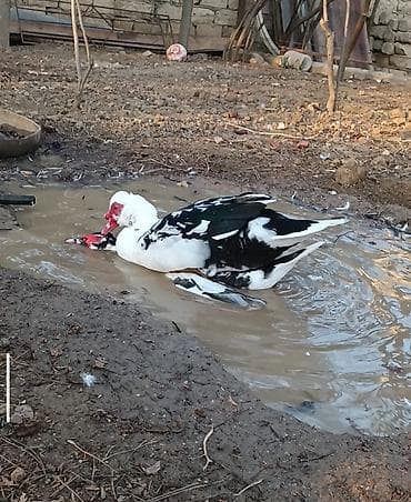 pişik satisi 2020: Erkək, | Lal ördək, Damazlıq, Ödənişli çatdırılma — 2