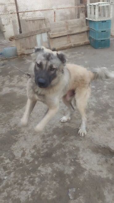 кане корсо в баку: 1 год, Самец — 4