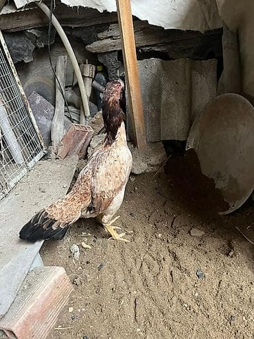 Птицы: Курица, Для разведения — 2