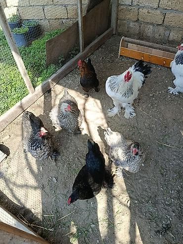 sibrayt toyuqlari: Toyuq, Brama, Damazlıq — 4