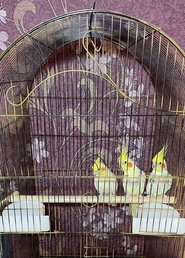 quş qəfəsi qiymətləri: Salamlar quşlar şatılir hamısı idyal vəziyyətdədirlər .vitaminləri35 — 3