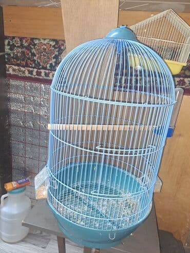 quş damı: Qefesler iri qefeslerdi korella ojirelivi ucundu en boyuk 95 — 4
