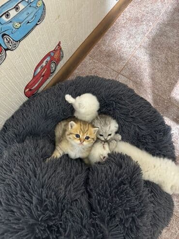 ən ucuz pişiklər: Britan — 4