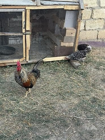 kend toyugu: Toyuq, Yumurtalıq — 1