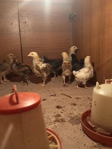 qumru quşu vikipediya: Tam sağlam həyət toyuğunun yumurtasından çıxan 23 günlük təmiz kənt — 3