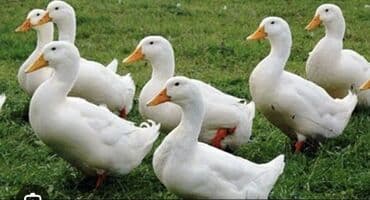 Pekin ördəyləri 7ayın