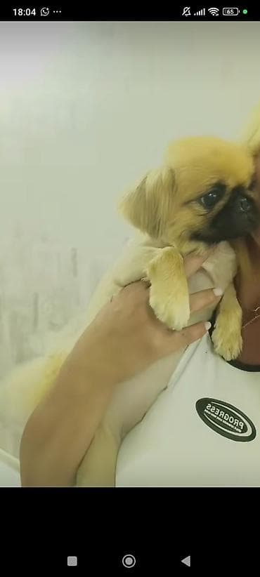 naxcivan heyvan elanlari: Pekines, 1 il, Dişi — 2