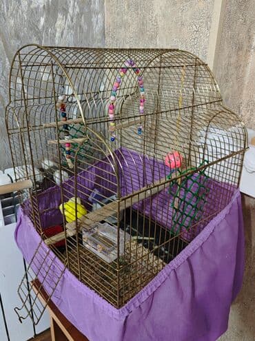 İtlər: Danişan papuqay Danışandi cox söz bilor. Əl quşudu . İnsanlardan — 3