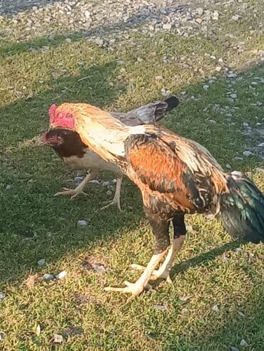 cins buzovların satışı: Heyratı 2 yaşı var — 2