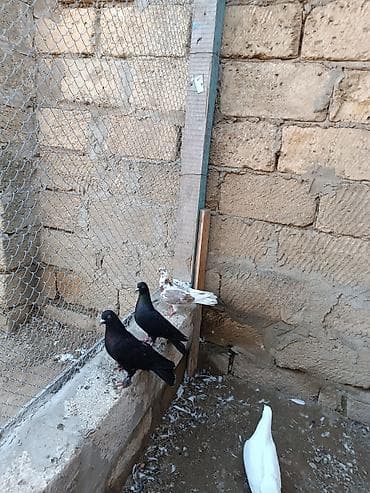 labrador retriever satilir: Hazır cüt quşlar hamısı bir yerdə satılır. Ünvan iyirmi yanvar metrosu — 3