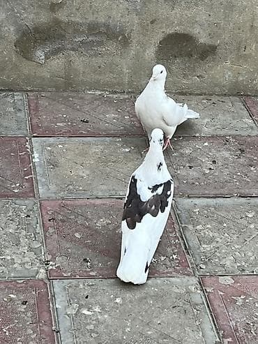 dəvə quşu: Cep erkek saglam qizgim heyvandi unvan sabuncu — 4