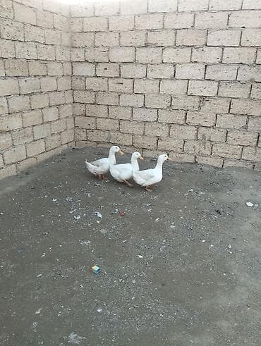 İtlər: Ağ ördək trio – 3 ədəd - Rəng: tam ağ tüklü, narıncı dimdik və — 1