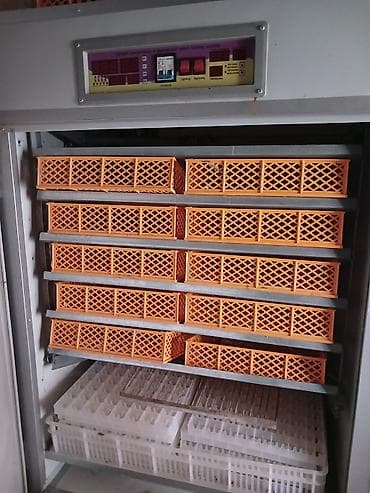 Avtoservis avadanlıqları: 1100 yumurta — 2