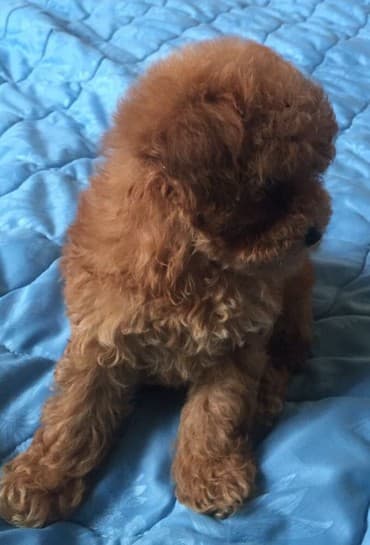 Akvariumlar: Пудель (Pudel) (Poodle) Щенки пуделя. Документы FCI.Будут привиты по — 3