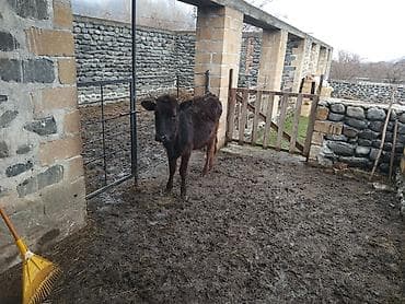 Salam alekum. birinci qarina dogan duyedi. balasi disidi. dogan 15