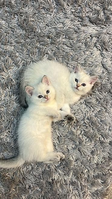 tap az pisik: Britan — 6