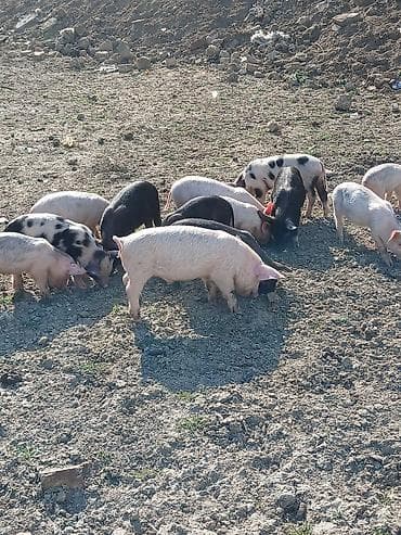 balaca şirin itler: Məhsul: Balalıq donuzlar (xoruzlu-naqişli və ağ rənglərdə) Təsvir: - — 8