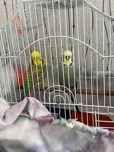 Akvariumlar: Cüte hazır temiz qan çex quşlardır ve ırı quslardır 1,5 ıllıkdır dısı — 6