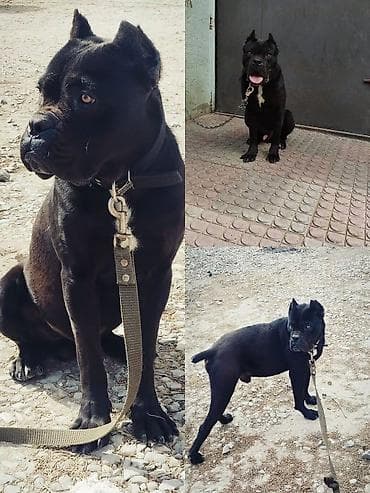 Kane-Korso, 1 il, Erkek, Peyvəndli, Ünvandan götürmə