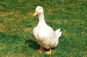 Kuban ördəyi yumurtayir 1 erkək 1 dişi
cütü 35m