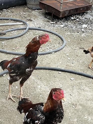 sort toyuqlar: Məhsul: Yerli toyuq sürüsü – xoruz və toyuqlar Xüsusiyyətlər: - Növ — 4