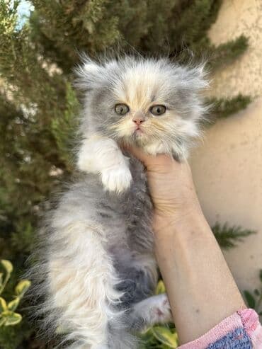 золотая шиншилла котенок: Fars — 2