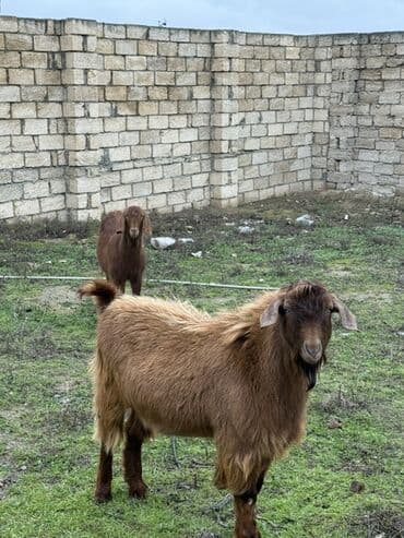 Куры: Qırmızı-qəhvəyi rəngdə iki baş keçi - Növ: Yerli ətlik/südlük keçi - — 1