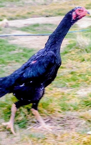 Uzunboyun, qara lələkləri və qırmızı üz dərisi ilə seçilən yerli döyüş