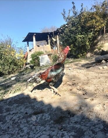 hələb keçisi haqqında məlumat: Xoruz, il: 3 — 1