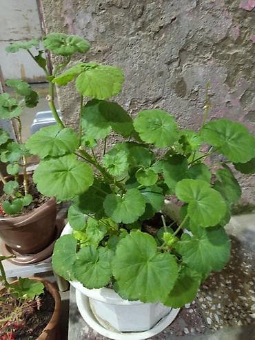 Qabda ətirşah (pelargonium) – dekorativ otaq/eyvan bitkisi qirmizi her