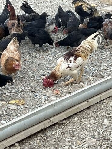 cücə və xoruz: Toyuq, Australorp, Brama, Damazlıq, Ünvandan götürmə — 24