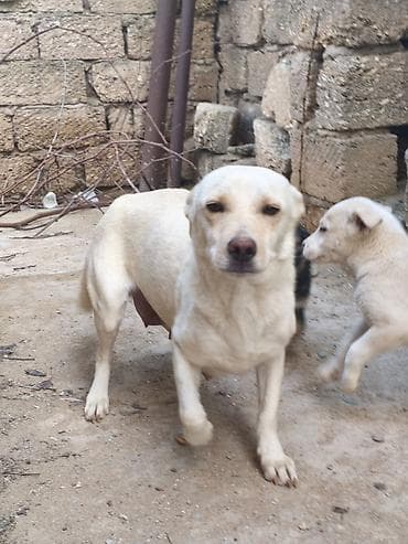 bakida at bazari: Ana it 20 AZN balaların 1ədədi 40 AZN ciddi alıcılara endirim olunacaq — 2