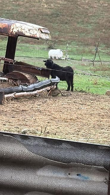 dana satişi: Satılır. Şabran şəhərindədi cidi alıcı narahad edsin aşagı yeridə — 1