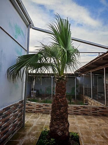 qədim su daşı: Dekorativ palma ağacları - Növ: Həyət və bağ sahələri üçün dekorativ — 1