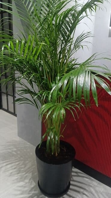 саженцы малины тарус: Qazon landşaft #qazon #torf #torf250litrlik Ekolayf #ekolayf balaken — 12