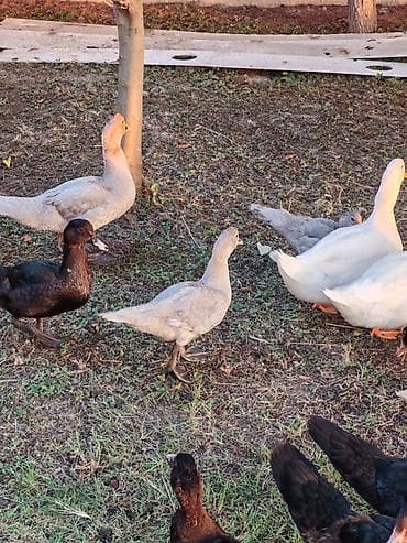 Kənd təsərrüfatı quşları: Salam lavanda krasnadar zumrud ve pekin ordek ballari iclerinde — 1