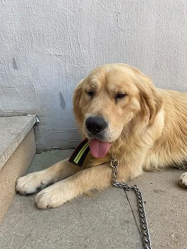 İtlər: Retriever, Erkek — 2