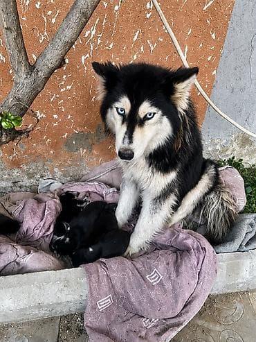 balaca it satisi: Xaski, 2 il, Dişi, Peyvəndli, Pulsuz çatdırılma — 2