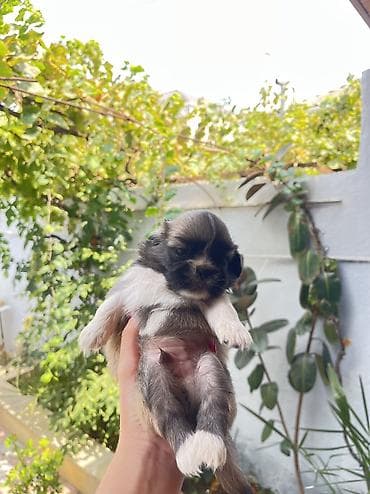 suda yaşayan heyvanlar: Pekines, Erkek — 3