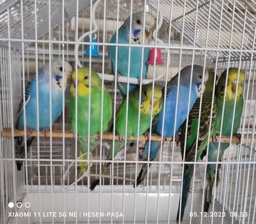 Iran Khodro: Məhsul: Dalmatin və klassik rəng çeşidlərində dalğıç balaları – — 1